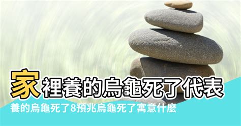 家裡養烏龜風水|【烏龜風水】揭密烏龜風水：家居養龜招財避煞，必知風水禁忌！。